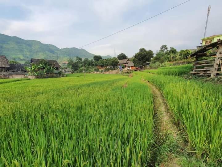 Organic Farm Homestay Sapa Exteriér fotografie