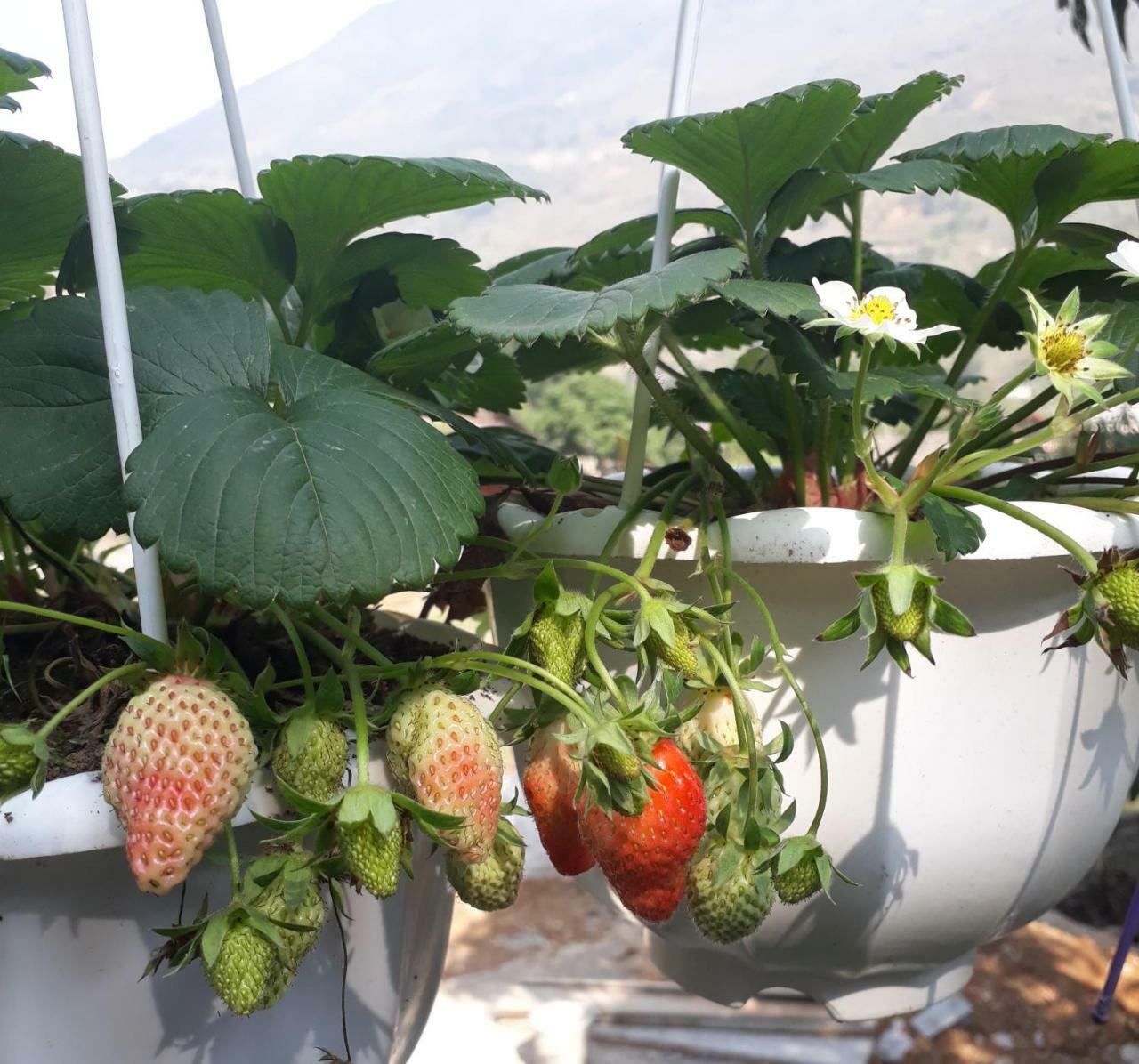 Organic Farm Homestay Sapa Exteriér fotografie